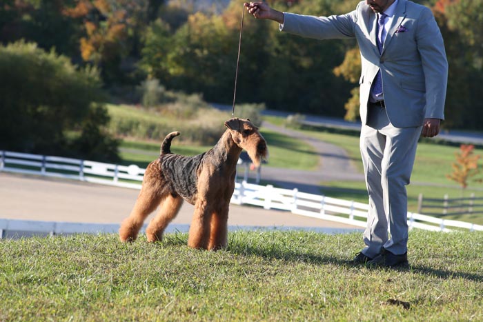 AIREDALE_TERRIER_D_BA5Q2571