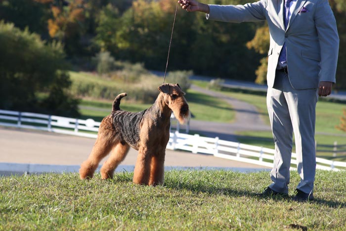 AIREDALE_TERRIER_D_BA5Q2572