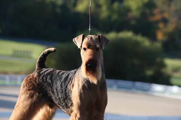 AIREDALE_TERRIER_D_BA5Q2579