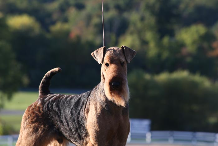 AIREDALE_TERRIER_D_BA5Q2595