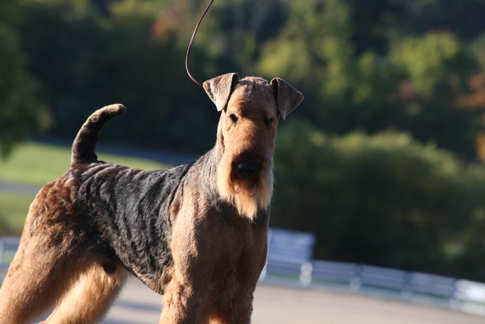 AIREDALE_TERRIER_D_BA5Q2654