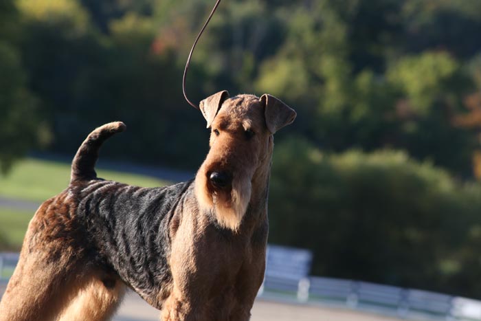 AIREDALE_TERRIER_D_BA5Q2667