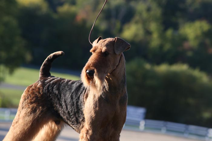 AIREDALE_TERRIER_D_BA5Q2669